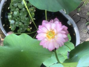 Blooming Lotus IMG 0233