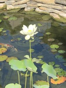 Blooming Lotus IMG 0239