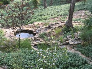 Robin's pond